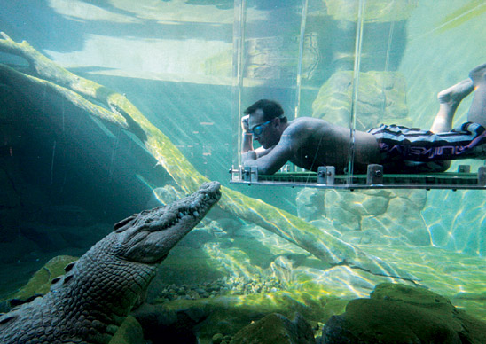 Underwater with the Crocodile