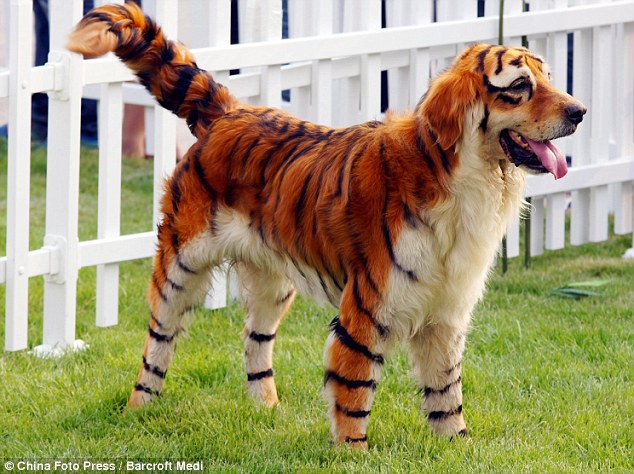 Dog dyed to look like Tiger
