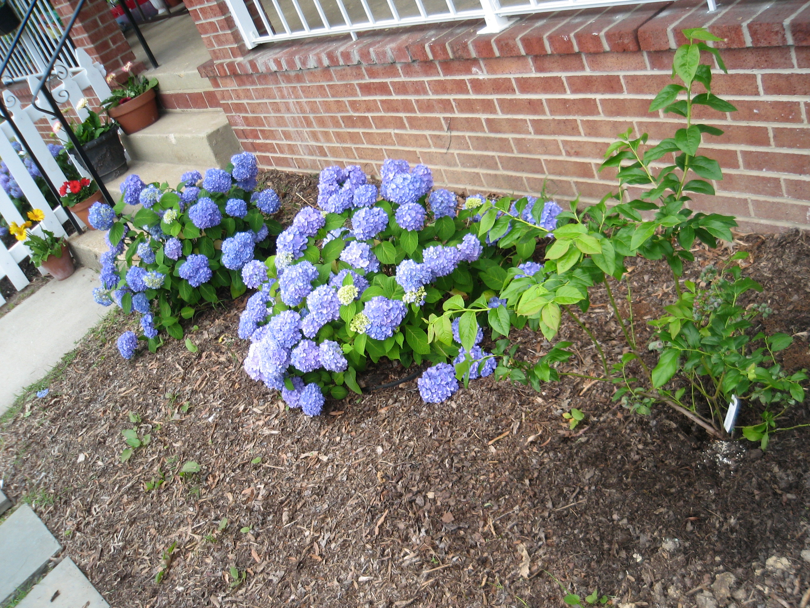 Hydrangea Closeup